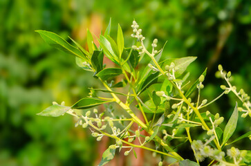 Delicate blooms and fresh green leaves capture the essence of spring growth and natural beauty indoors or out