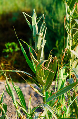 Green corn stalks stretch towards the sun, promising a bountiful harvest in the fields, perfect for agriculture ads