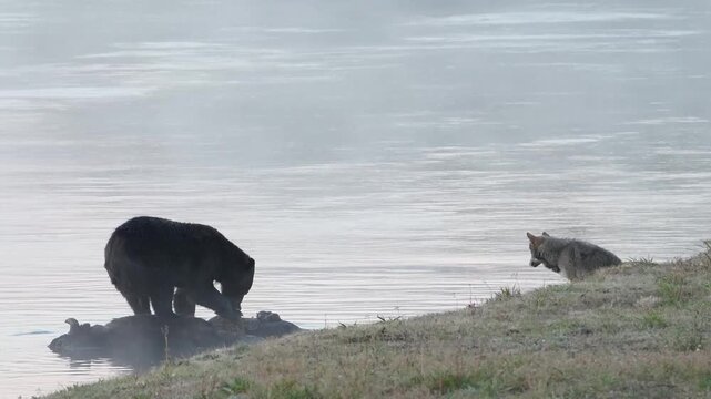 Grizzly bear and wolf in Yellowstone National Park feeding on a bison carcass.