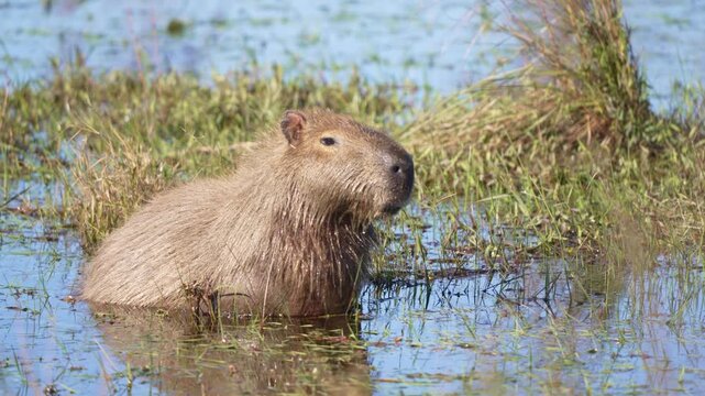 Capybara in water with angled head, partially submerged in calm pond reflecting blue sky