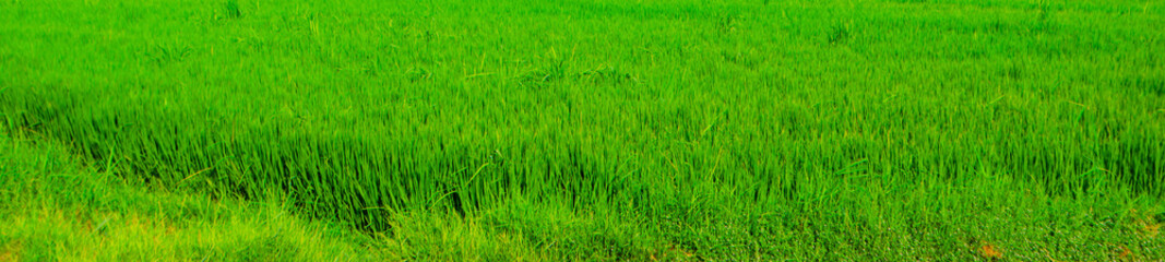 Lush green rice paddy field swaying gently in the breeze under summer sun, a vibrant agriculture background texture