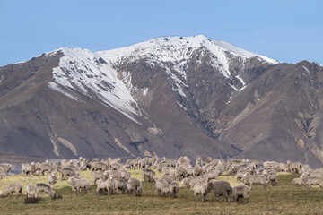 Grazing sheep Glenmore Station,