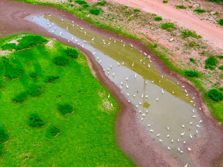 A flock of migratory egrets, Poyang Lake Wetland
