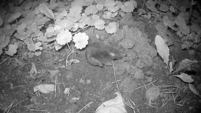 European mole (Talpa europaea) emerges from its burrow at night for a few moments. Estonia.