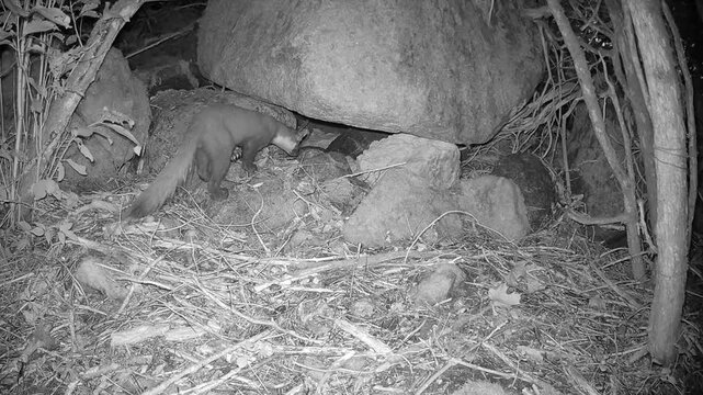 The European pine marten (Martes martes), also known as the pine marten, marking its territory at night. Saaremaa, Estonia.
