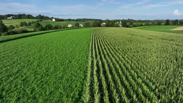Aerial flyover maize field and wheat field on sunny day in American suburb. American countryside on hills with homes in background. Wide shot. Farmsteads in idyllic landscape.