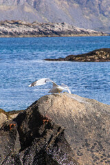 Scenic views of Norwegian fjords, snowy mountains, rural roads, seagulls, farm animals, and lush summer landscapes across Lofoten and Northern Norway in stunning Scandinavian nature.