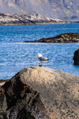 Scenic views of Norwegian fjords, snowy mountains, rural roads, seagulls, farm animals, and lush summer landscapes across Lofoten and Northern Norway in stunning Scandinavian nature.