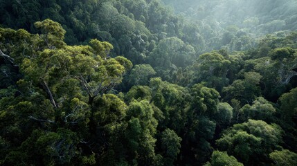 Aerial view of lush green rainforest canopy, sunlight filtering through trees, mountainous backdrop, nature conservation