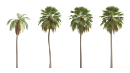 Four diverse palm trees stand tall, showcasing vibrant green foliage against a transparent backdrop.