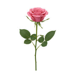 Fototapeta premium Isolated Pink Rose with Green Leaves on Transparent Background a Delicate Bloom