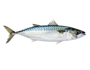 Raw Indian Mackerel Fish Isolated on Transparent Background PNG