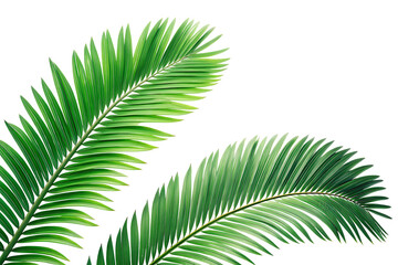 Obraz premium Palm tree leaf isolated on white background tropical green foliage summer nature texture