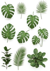 Assorted Green Tropical Plant Leaves in Flat Lay Composition for Decor and Design