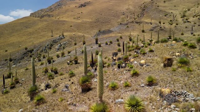 A thrilling, fast-paced FPV drone flight reveals a stunning landscape dotted with the rare Puya raimondii, the giant Queen of the Andes plants, in a high-altitude valley in Peru.