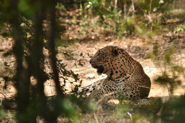 Amazing Leopards in Wilpattu National Park, Sri Lanka 