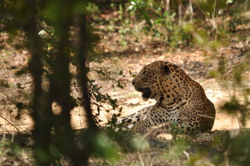 Amazing Leopards in Wilpattu National Park, Sri Lanka 