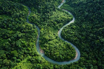 Aerial View of Serpentine River Winding Through Lush Green Rainforest Canopy