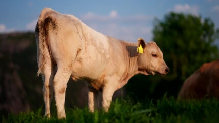 Young white Aberdeen Angus beef cow with ear tags stand in pasture at sunset