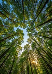 Fototapeta premium Tall Green Forest Trees Looking Up at Bright Blue Sky with Sunlight Filtering Through Canopy
