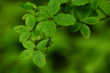 葉っぱを抱えるように止まるイトトンボ