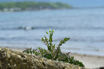 海岸のオニノゲシ