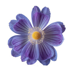 Fototapeta premium Beautiful Purple Blossom Macro Photography