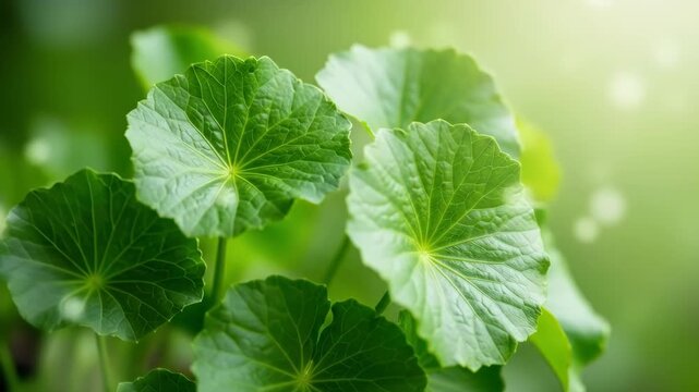 Lush Green Centella Asiatica Leaves: Vibrant Close-Up Botanical Shot