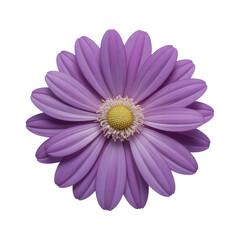 Fototapeta premium Violet Petal Daisy with Yellow Center Artwork