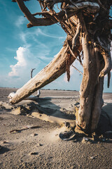 dead tree on the beach