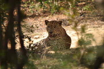 Amazing Leopards in Wilpattu National Park, Sri Lanka 