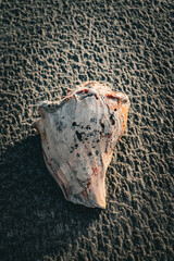 shell on the sand