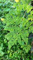 healthy green moringa leaves  