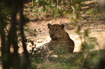 Amazing Leopards in Wilpattu National Park, Sri Lanka 