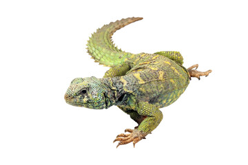 Uromastyx ornata closeup on isolated background, Uromastyx ornata lizard closeup