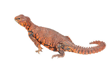 Uromastyx geyri closeup on isolated background, Uromastyx geyri closeup