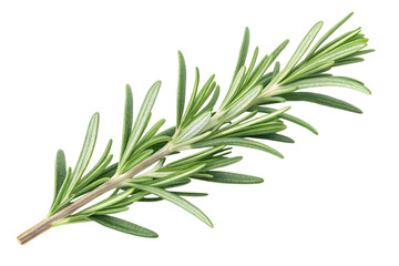 Fototapeta premium Fresh rosemary herb isolated on white background