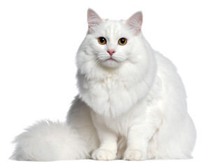 White Cat Sitting Isolated on Transparent Background PNG