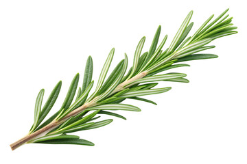 Fototapeta premium Fresh green rosemary twig isolated on white background