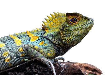 Forest dragon Lizard male isolated on white background, Fores dragon closeup