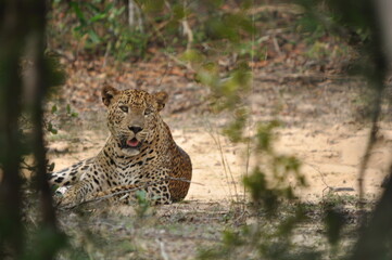 Amazing Leopards in Wilpattu National Park, Sri Lanka 