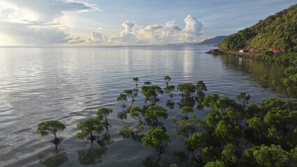 Mangrove trees in water