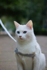 White cat 4