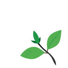 Fototapeta premium soft white magnolias green leaves on transparent background