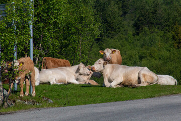 Scenic views of Norwegian fjords, snowy mountains, rural roads, seagulls, farm animals, and lush summer landscapes across Lofoten and Northern Norway in stunning Scandinavian nature.
