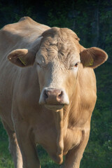 Scenic views of Norwegian fjords, snowy mountains, rural roads, seagulls, farm animals, and lush summer landscapes across Lofoten and Northern Norway in stunning Scandinavian nature.