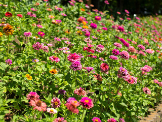 花壇に咲く百日草の花