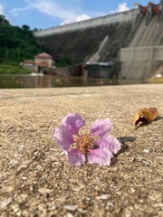 purple flower on the floor  in the mountains