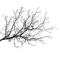 Silhouette of bare branche of tree isolated on white. Black and white vector illustration

