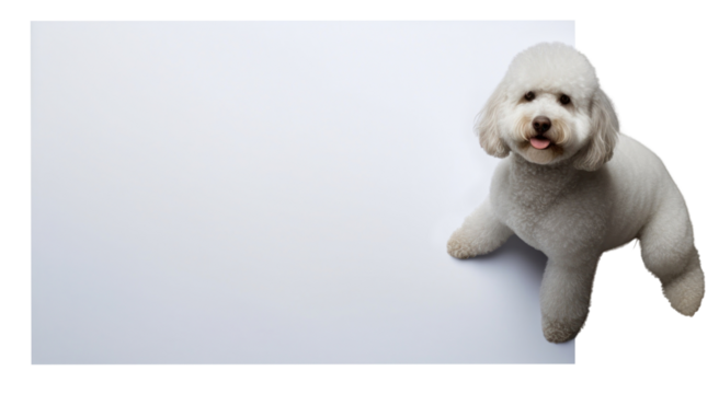 PNG Poodle animal mammal poodle.